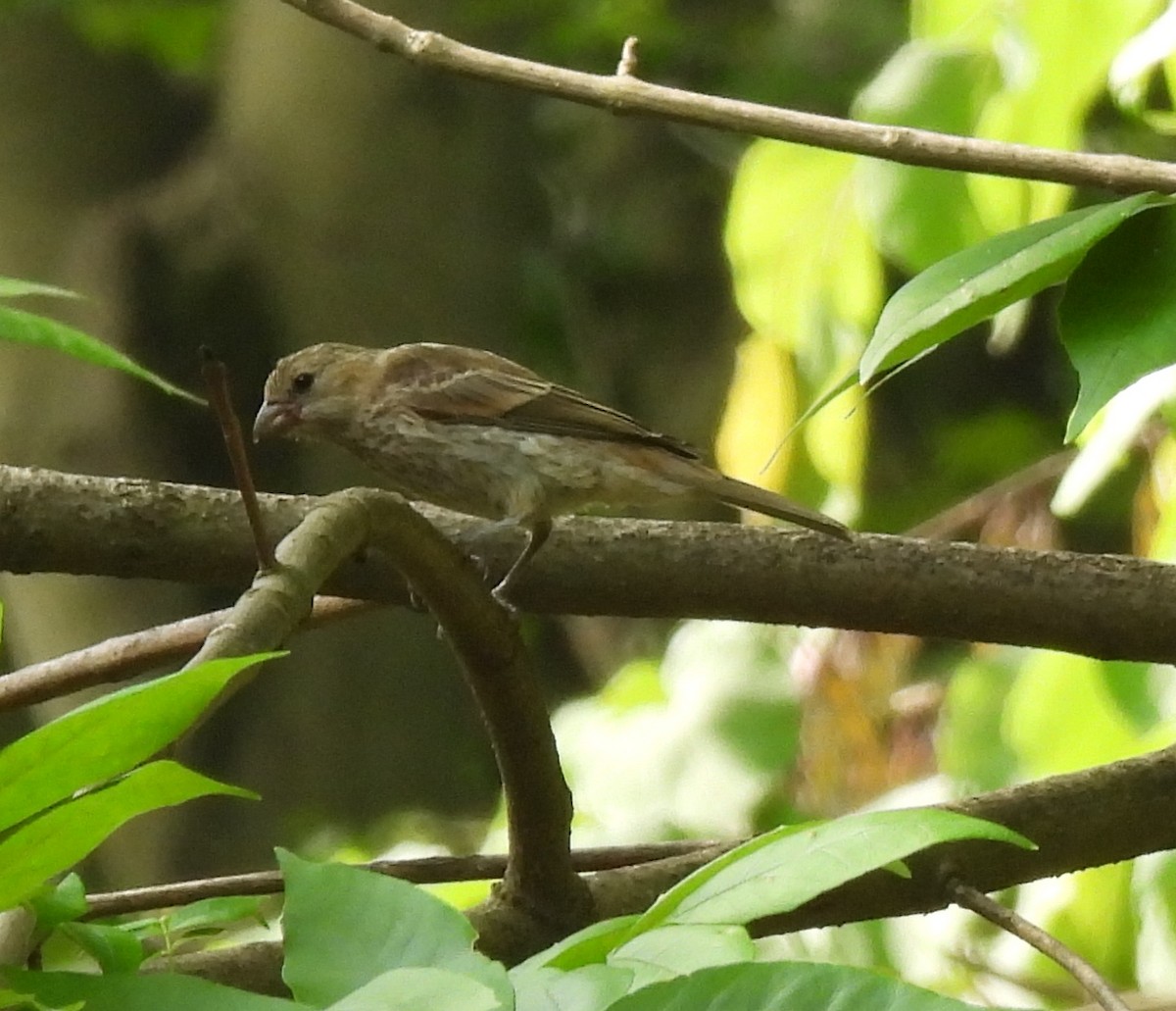 House Finch - ML638489047