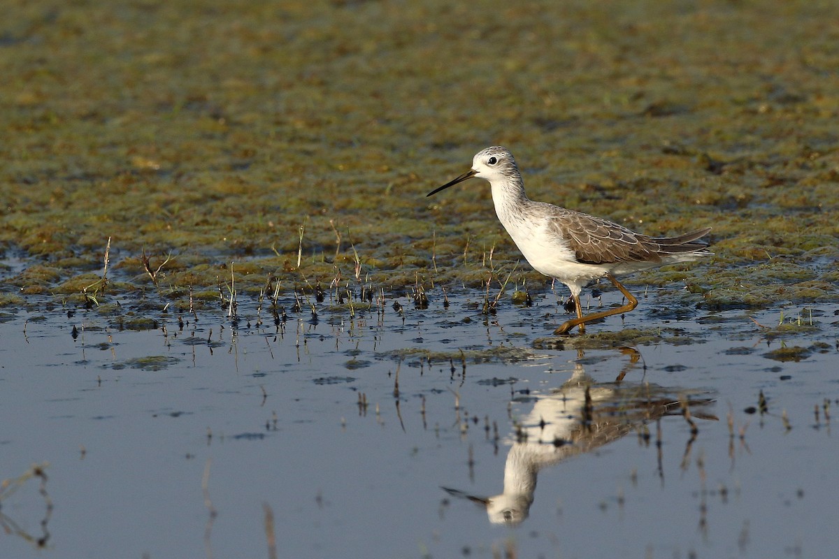 Marsh Sandpiper - ML638489062