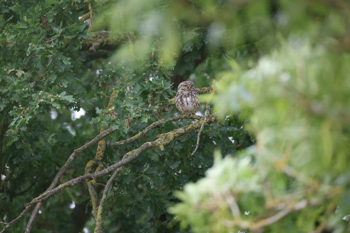 Little Owl - ML638489069