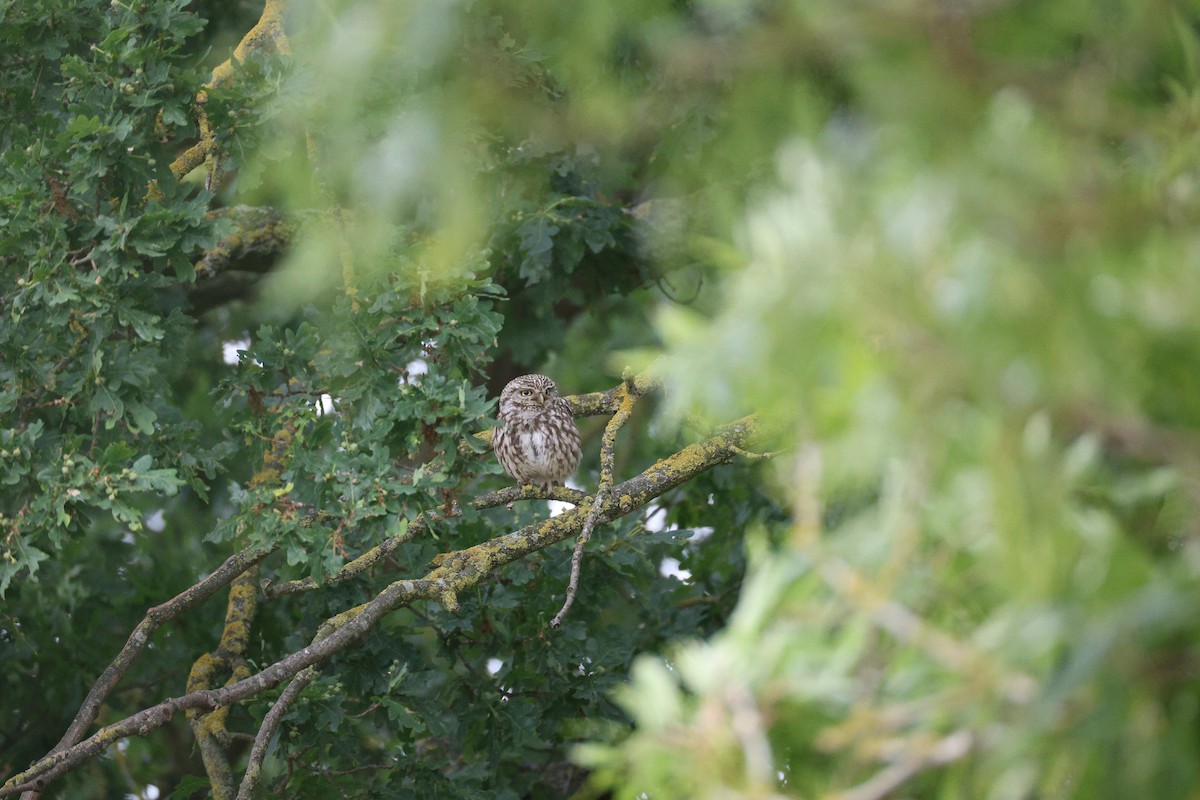 Little Owl - ML638489070