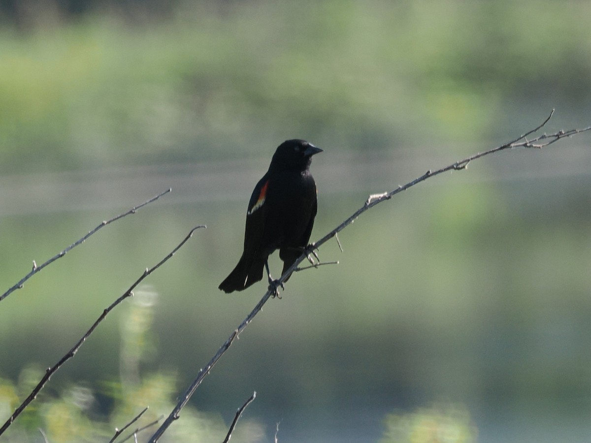 Red-winged Blackbird - ML638489074