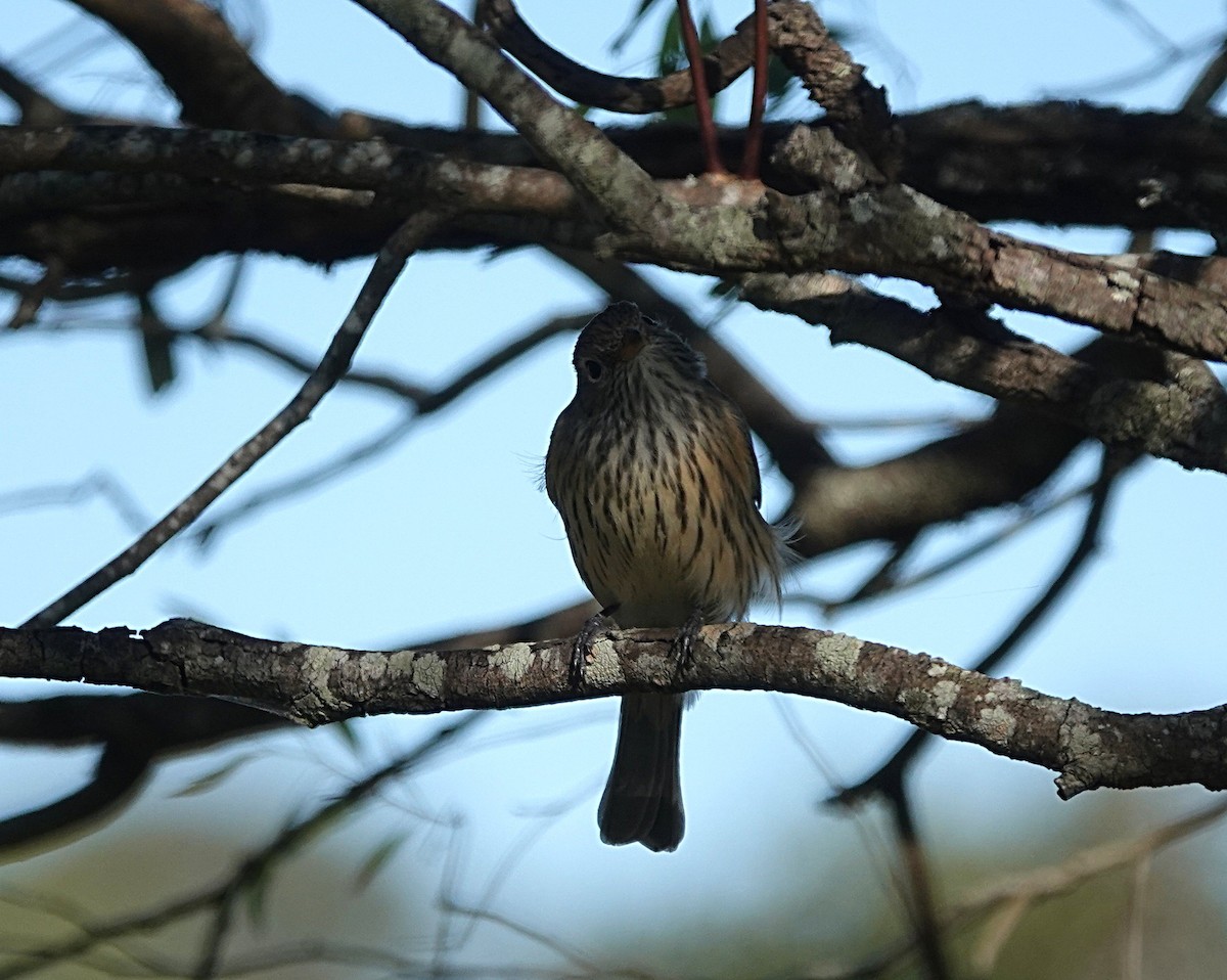 Rufous Whistler - ML638489078