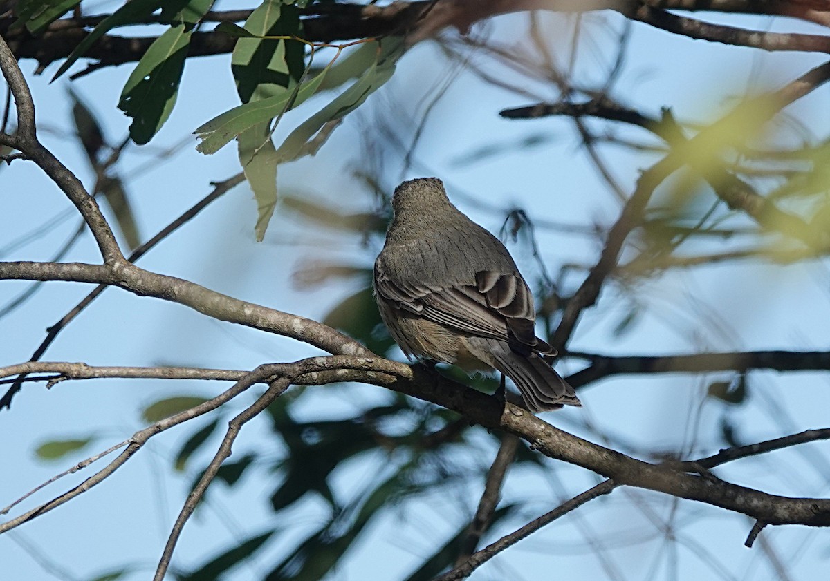 Rufous Whistler - ML638489079
