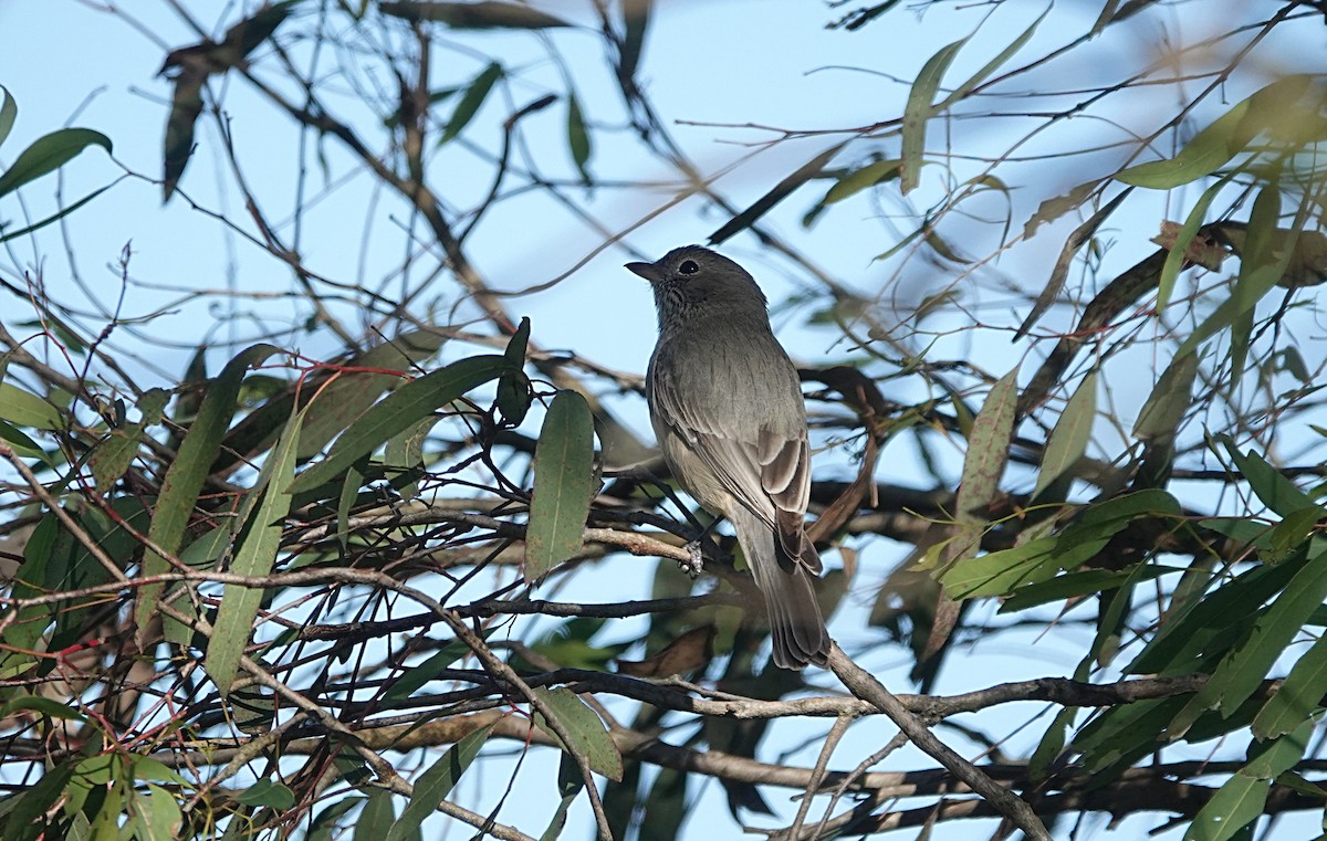 Rufous Whistler - ML638489080