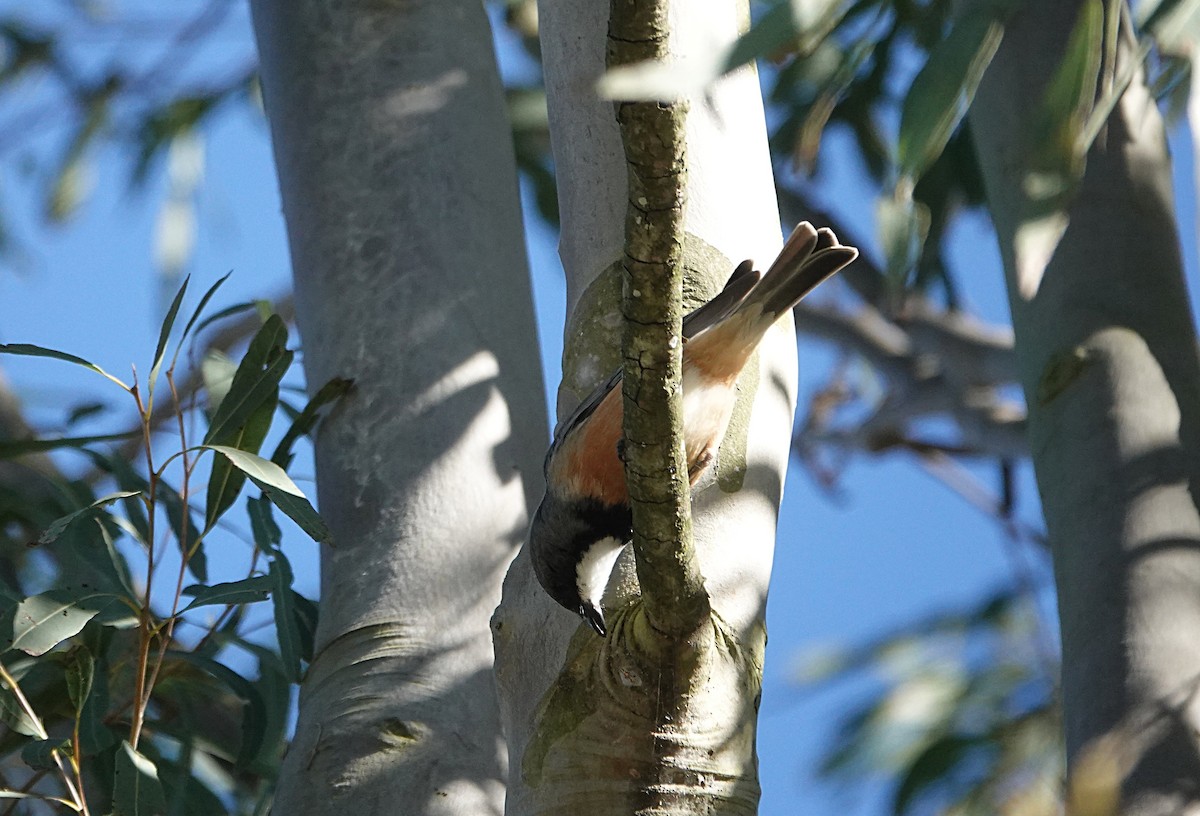 Rufous Whistler - ML638489081