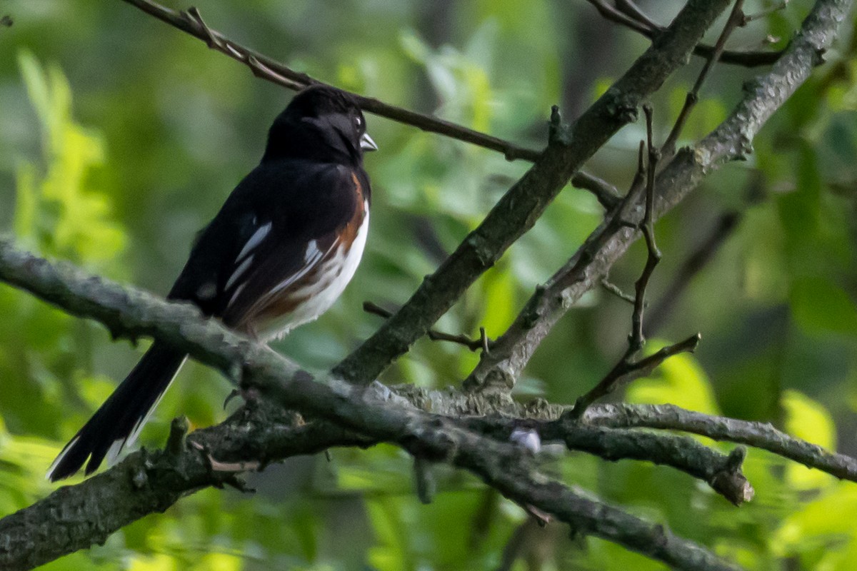 Eastern Towhee - ML638489099