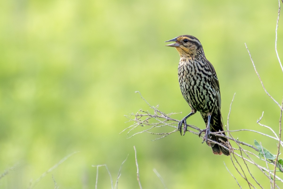 Red-winged Blackbird - ML638489104