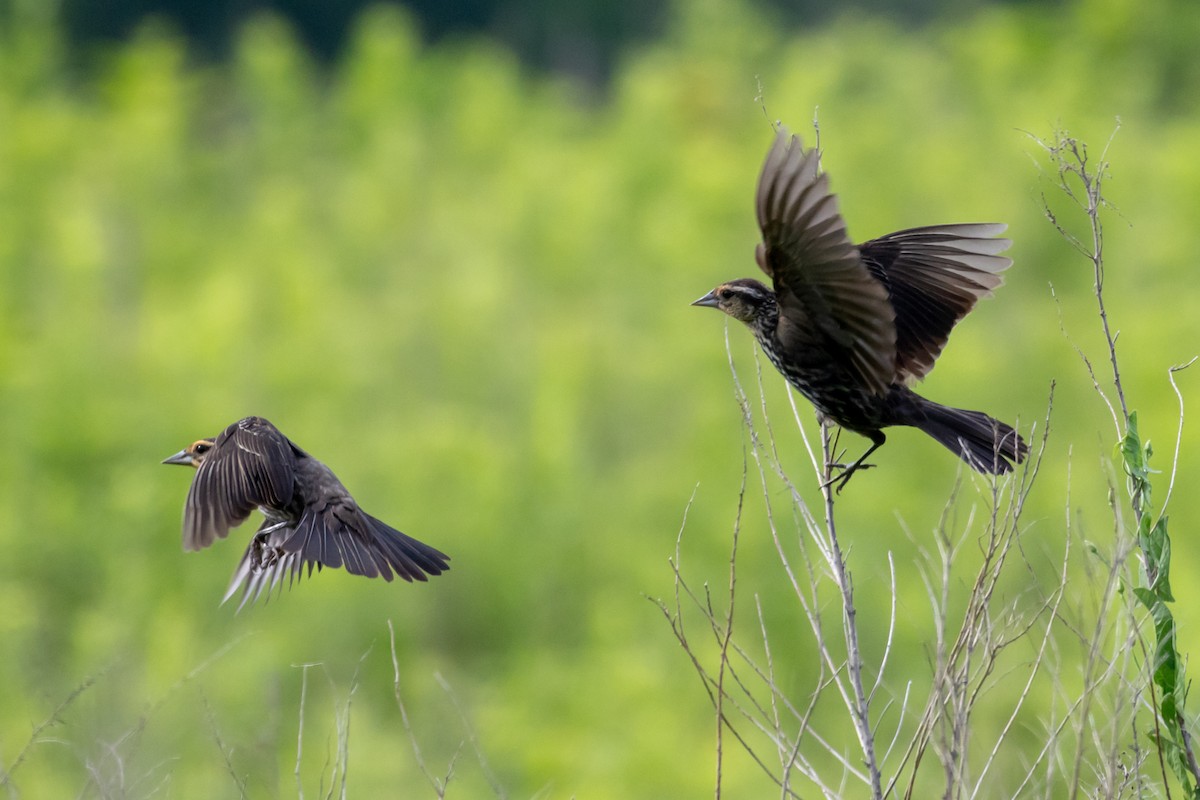 Red-winged Blackbird - ML638489105