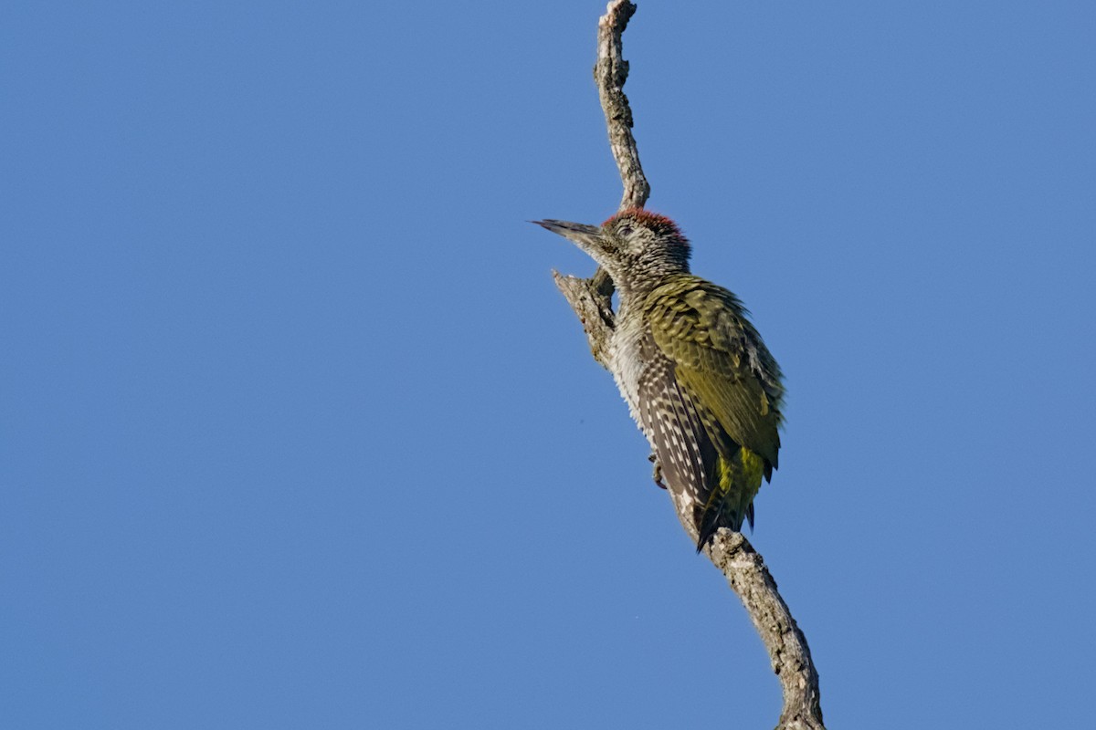 Eurasian Green Woodpecker - ML638489116