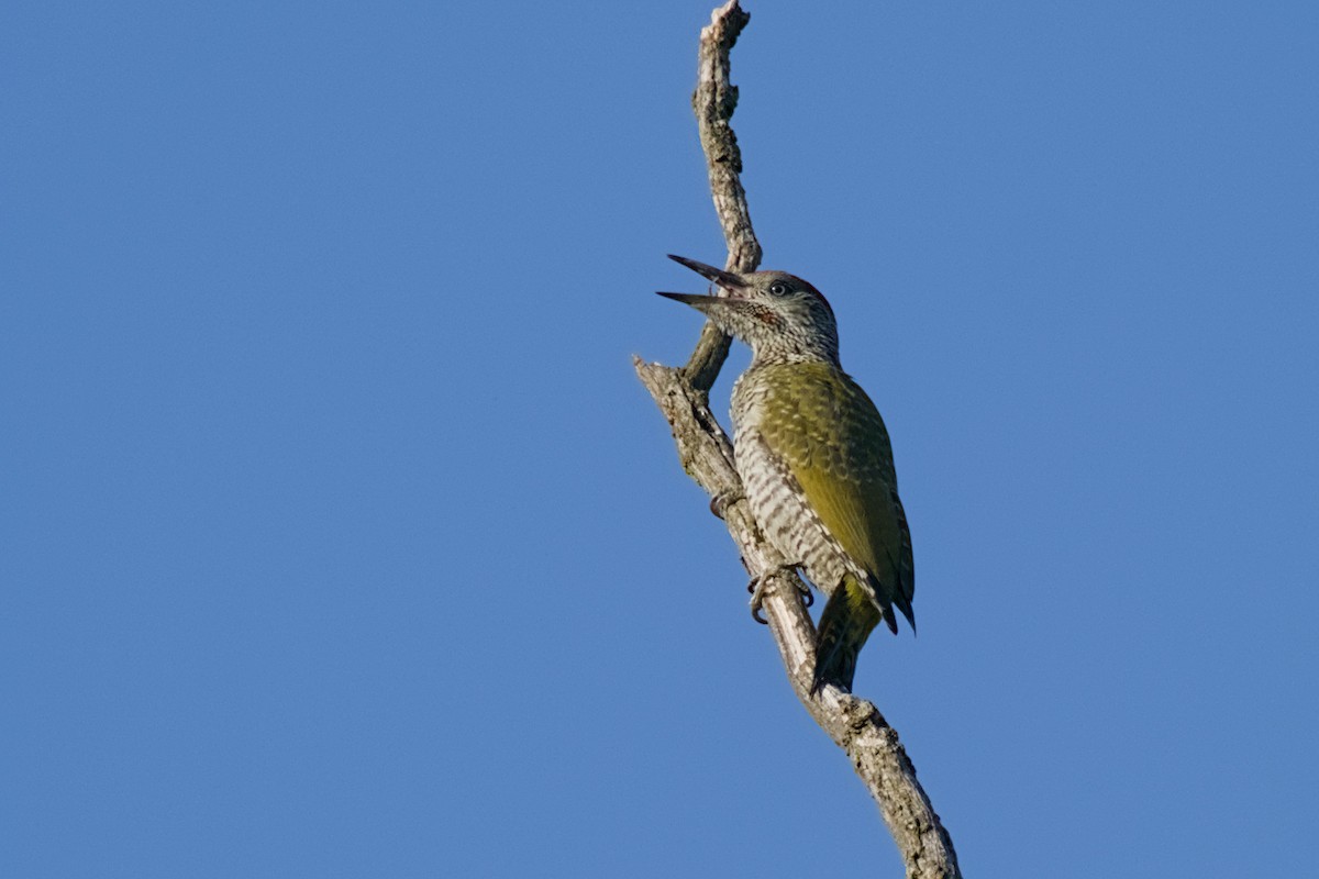 Eurasian Green Woodpecker - ML638489117