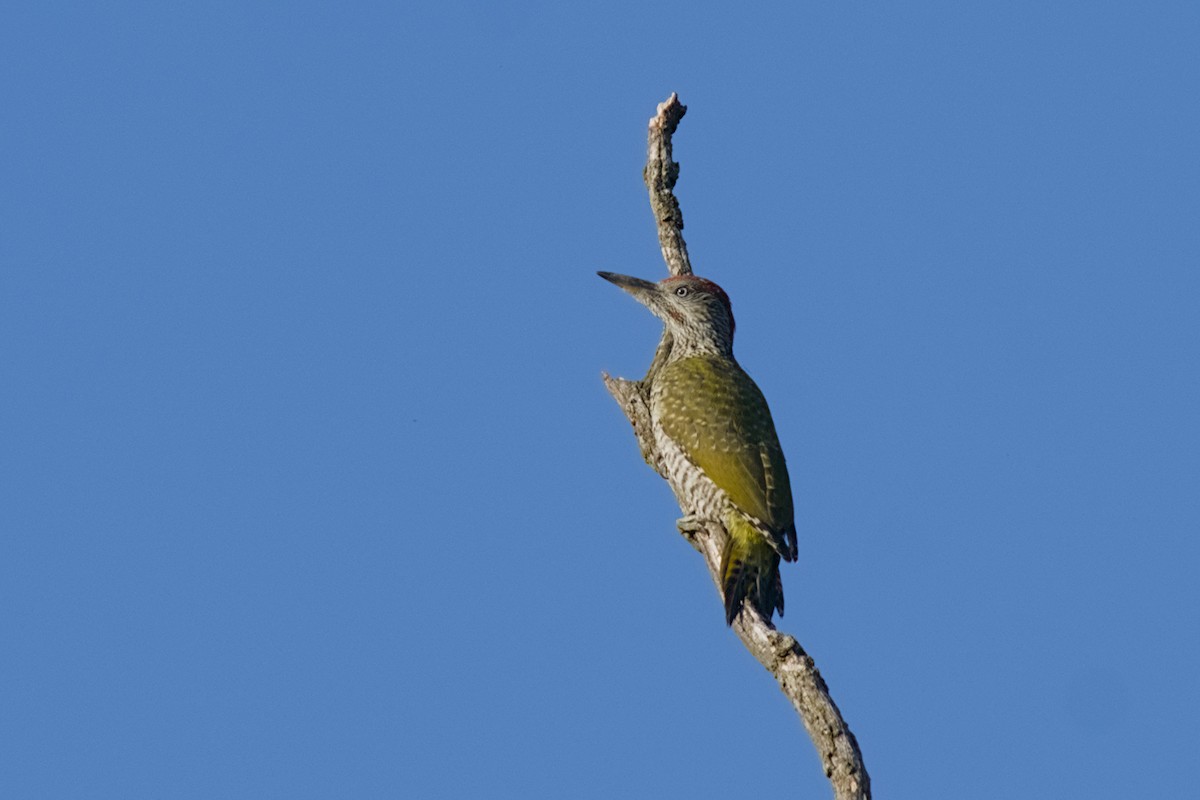 Eurasian Green Woodpecker - ML638489118