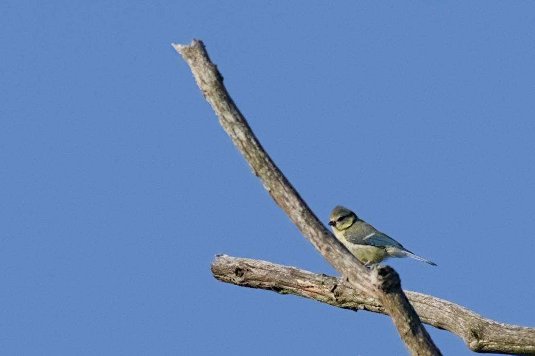 Eurasian Blue Tit - ML638489123