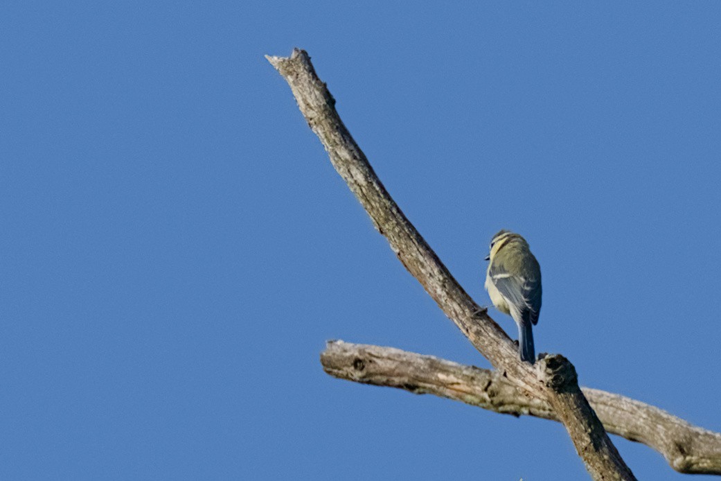 Eurasian Blue Tit - ML638489124