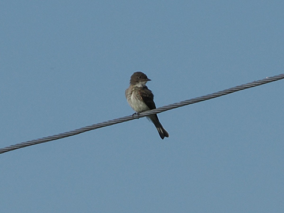 Eastern Phoebe - ML638489128