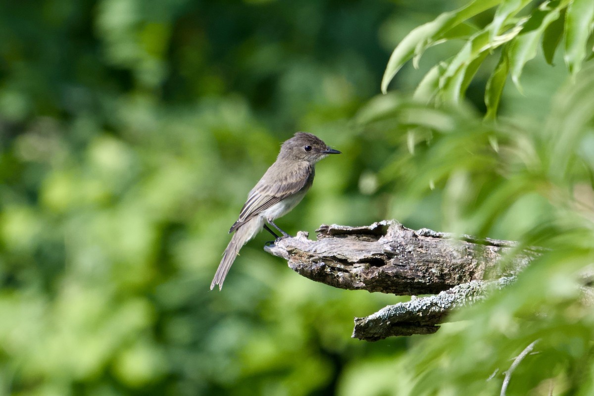 Eastern Phoebe - ML638489129