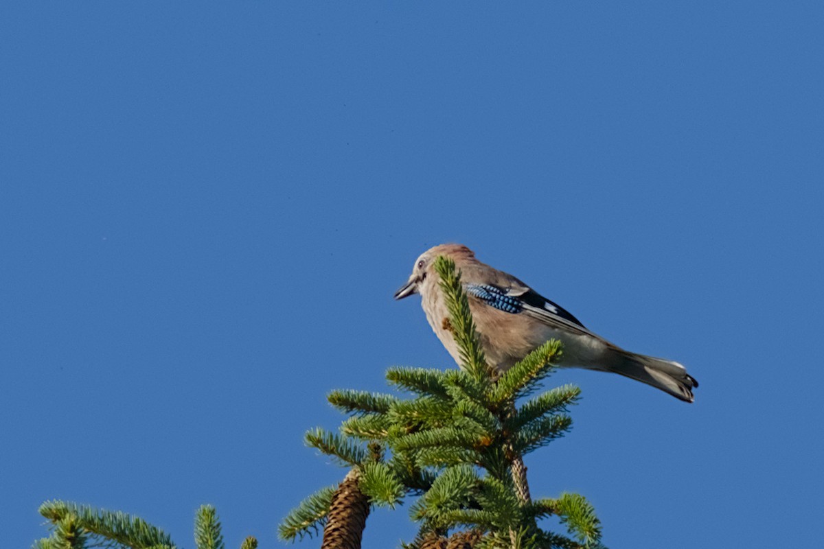 Eurasian Jay - ML638489131
