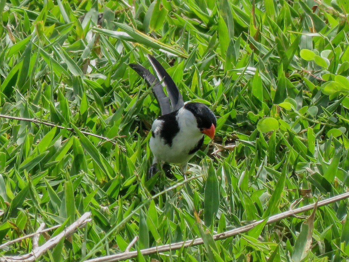 Pin-tailed Whydah - ML638489136