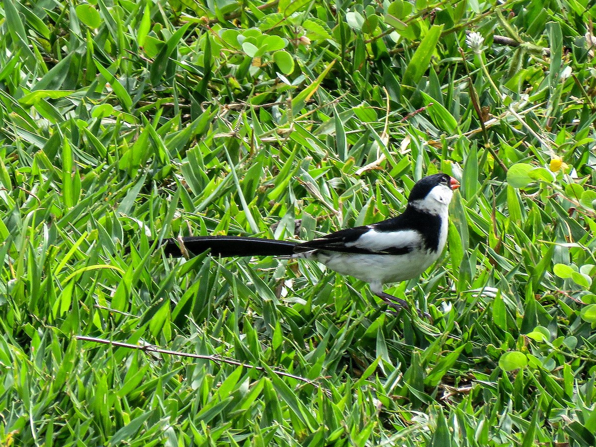 Pin-tailed Whydah - ML638489137