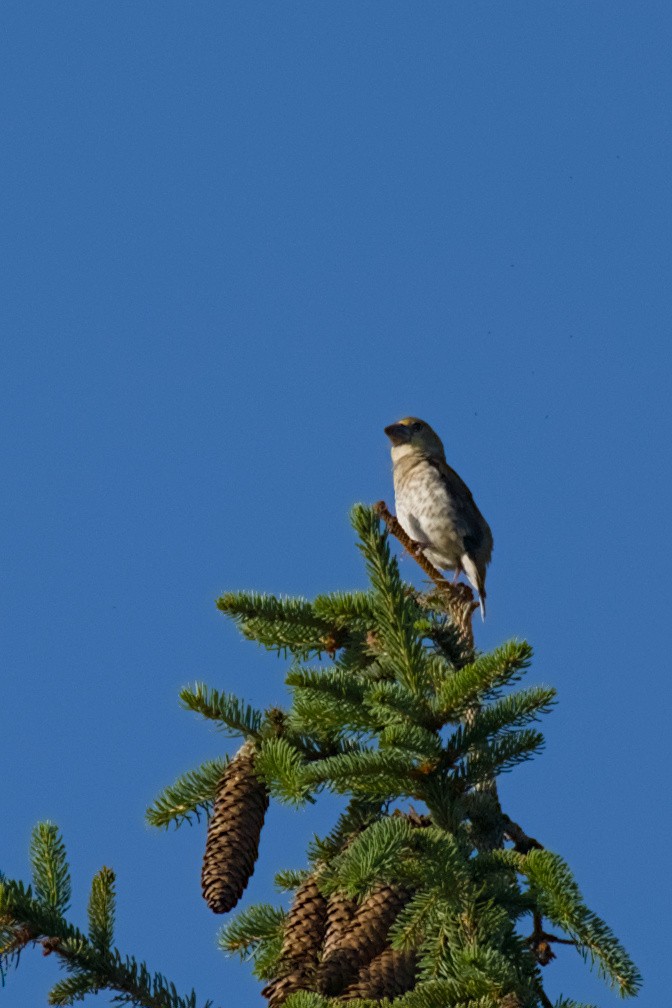 Hawfinch - ML638489139