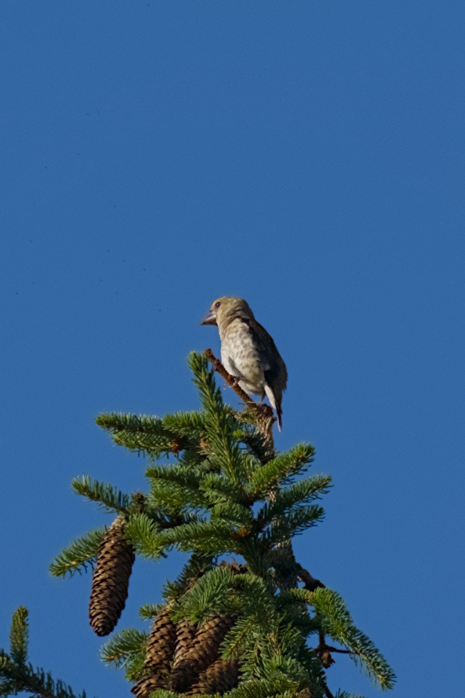Hawfinch - ML638489140