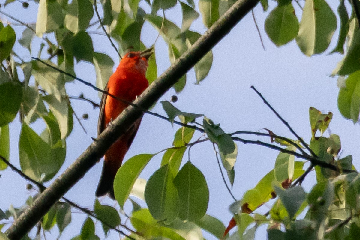 Scarlet Tanager - ML638489157