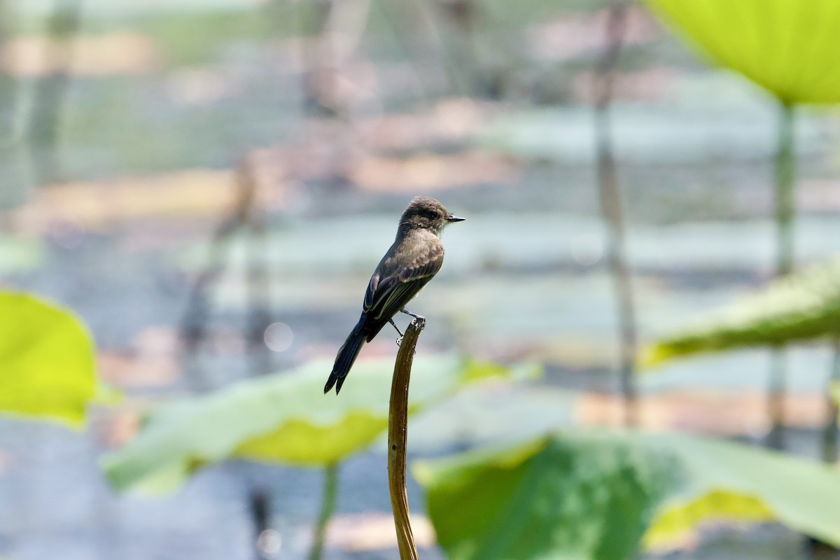Eastern Phoebe - ML638489170