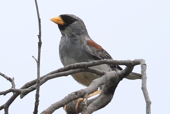 Little Inca-Finch - ML638489175