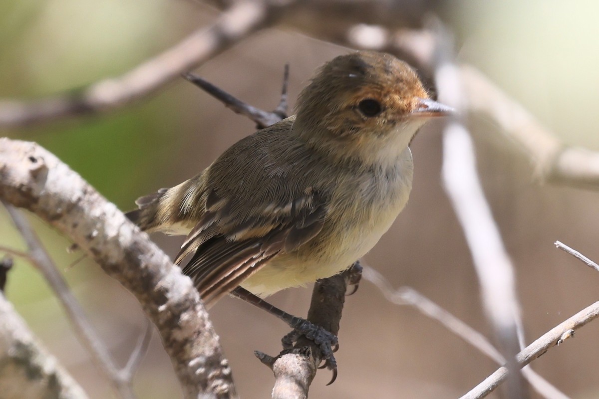 Fulvous-faced Scrub-Tyrant - ML638489176