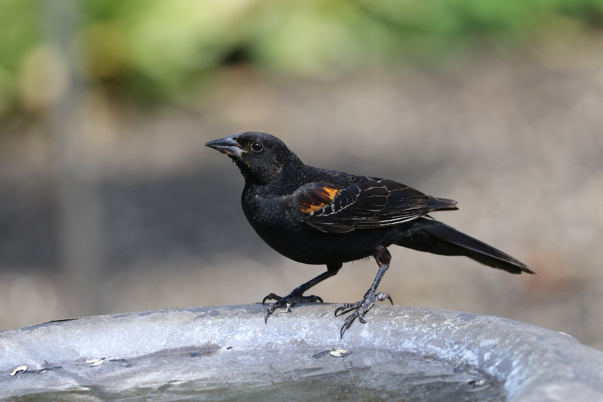 Red-winged Blackbird - ML638489181