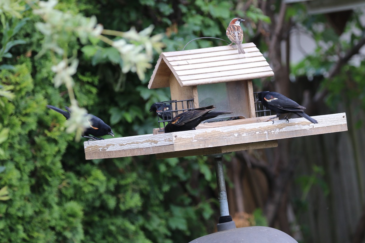 Red-winged Blackbird - ML638489182