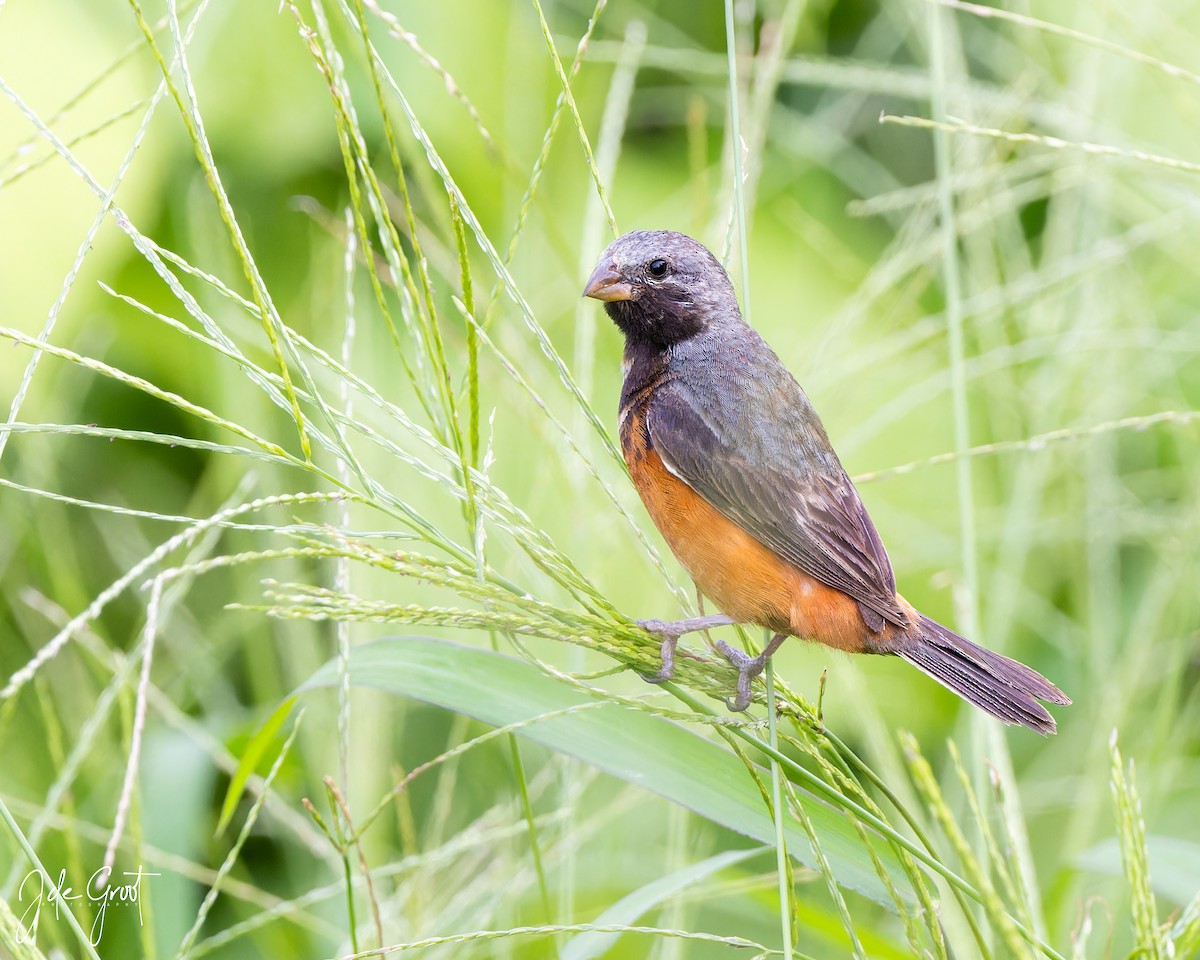 Dark-throated Seedeater - ML638489186
