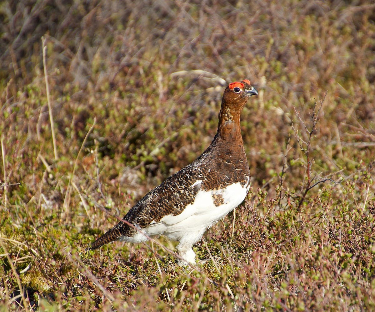 Willow Ptarmigan - ML638489205