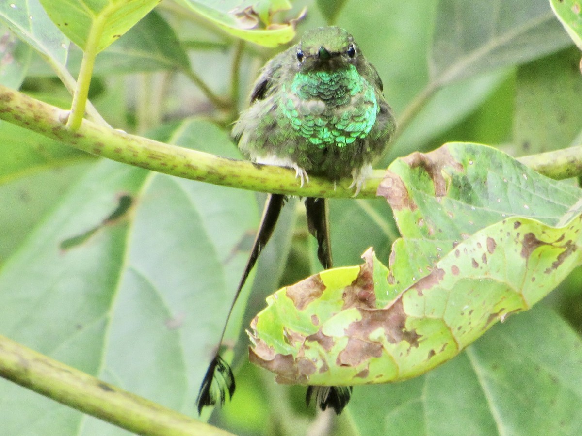 White-booted Racket-tail - ML638489216
