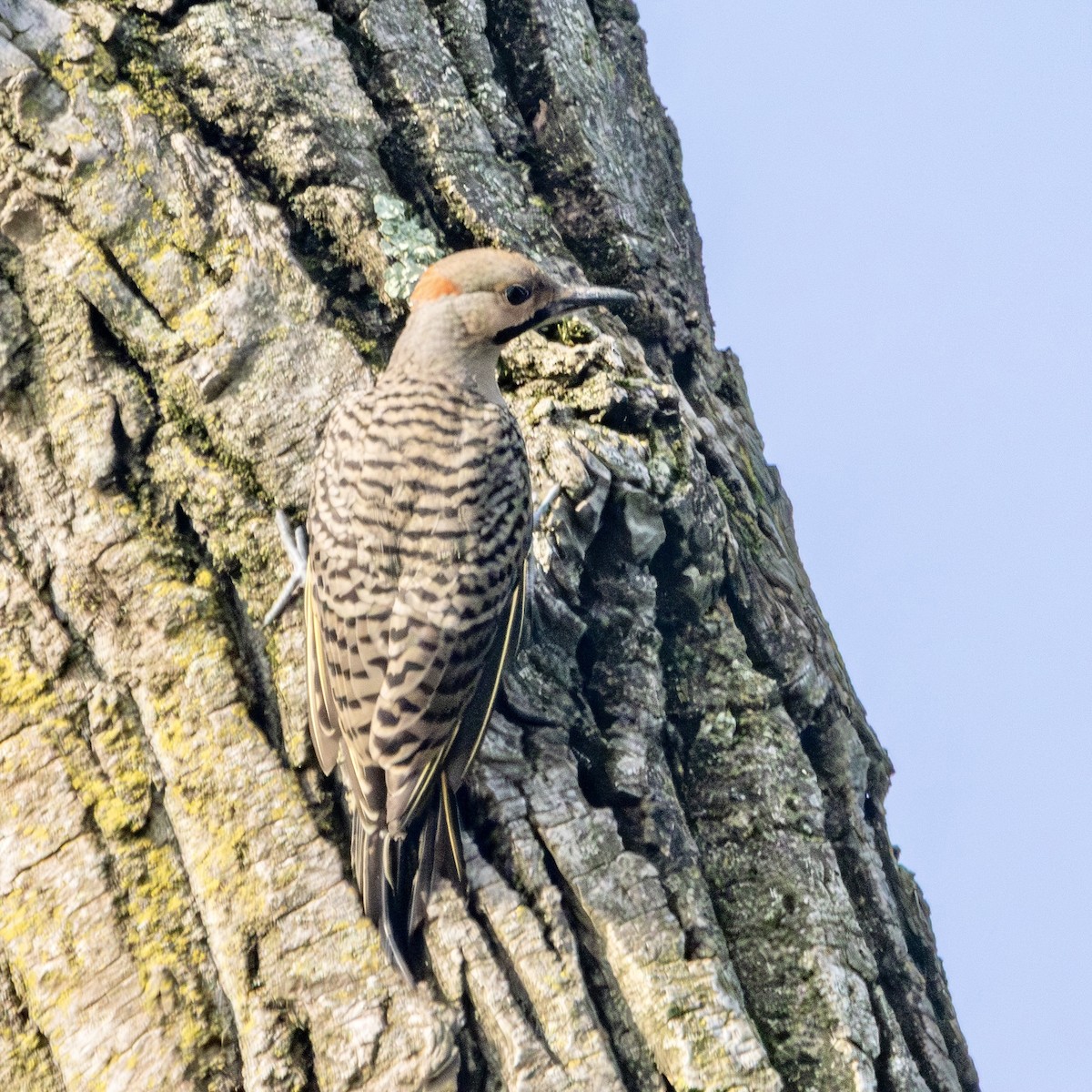 Northern Flicker - ML638489222