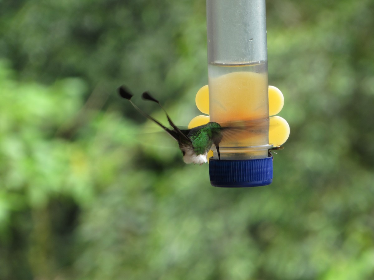 White-booted Racket-tail - ML638489230