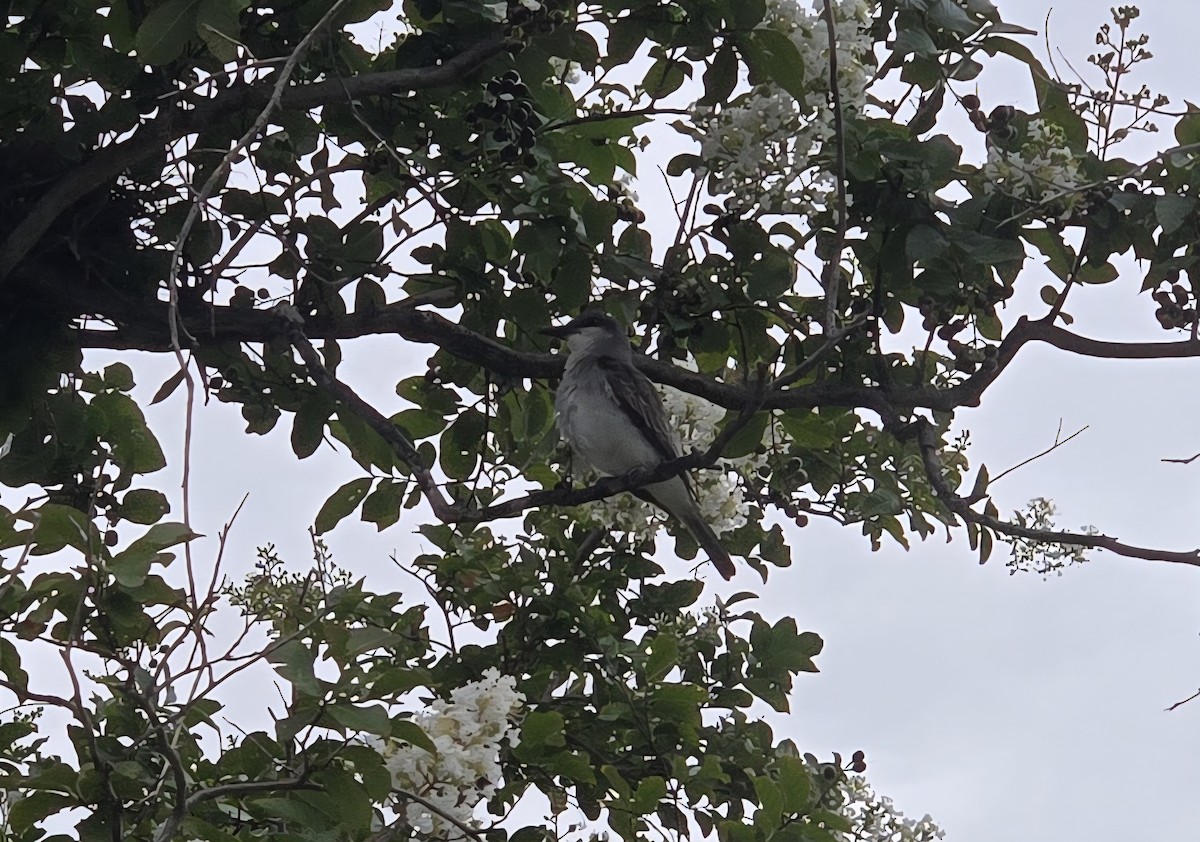 Gray Kingbird - ML638489241