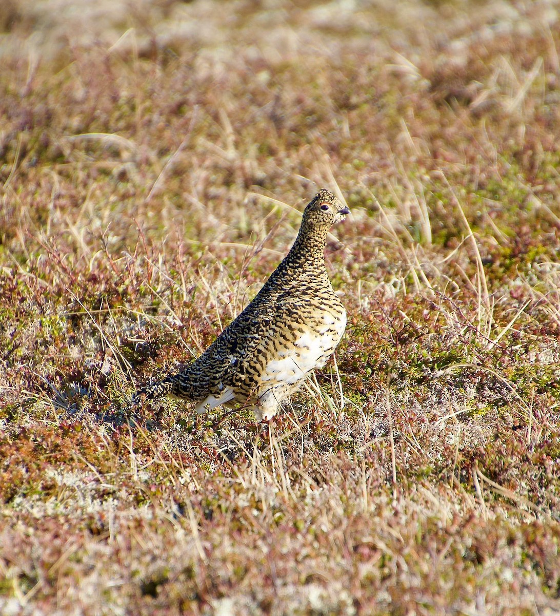 Willow Ptarmigan - ML638489245