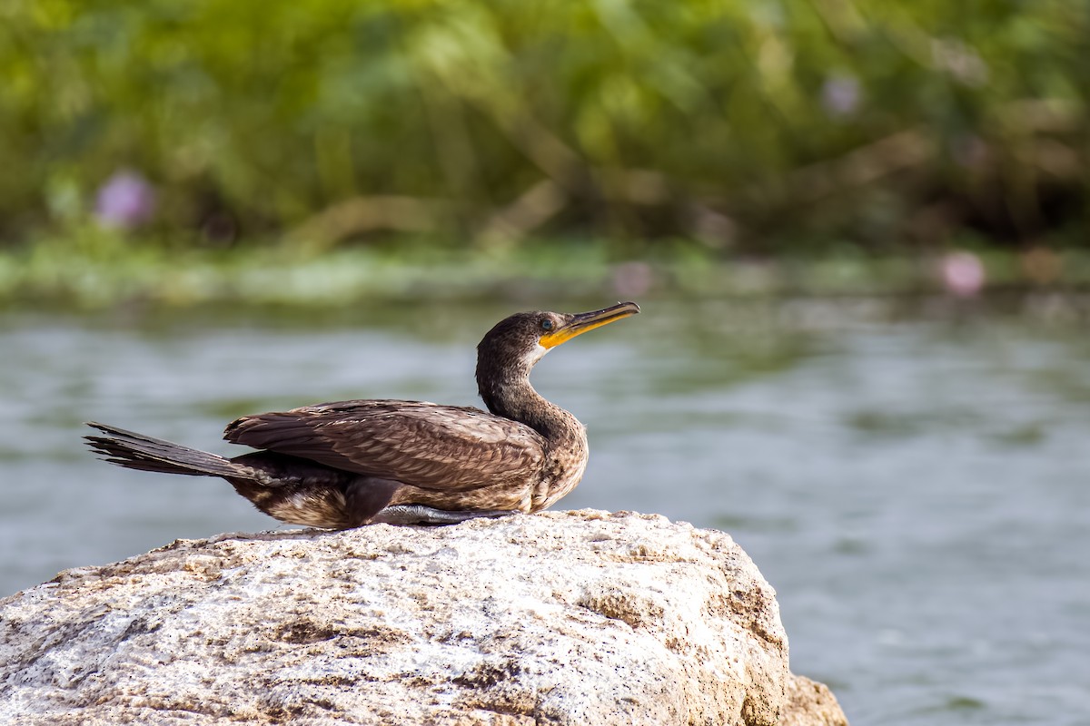 Cormorán Indio - ML638489248