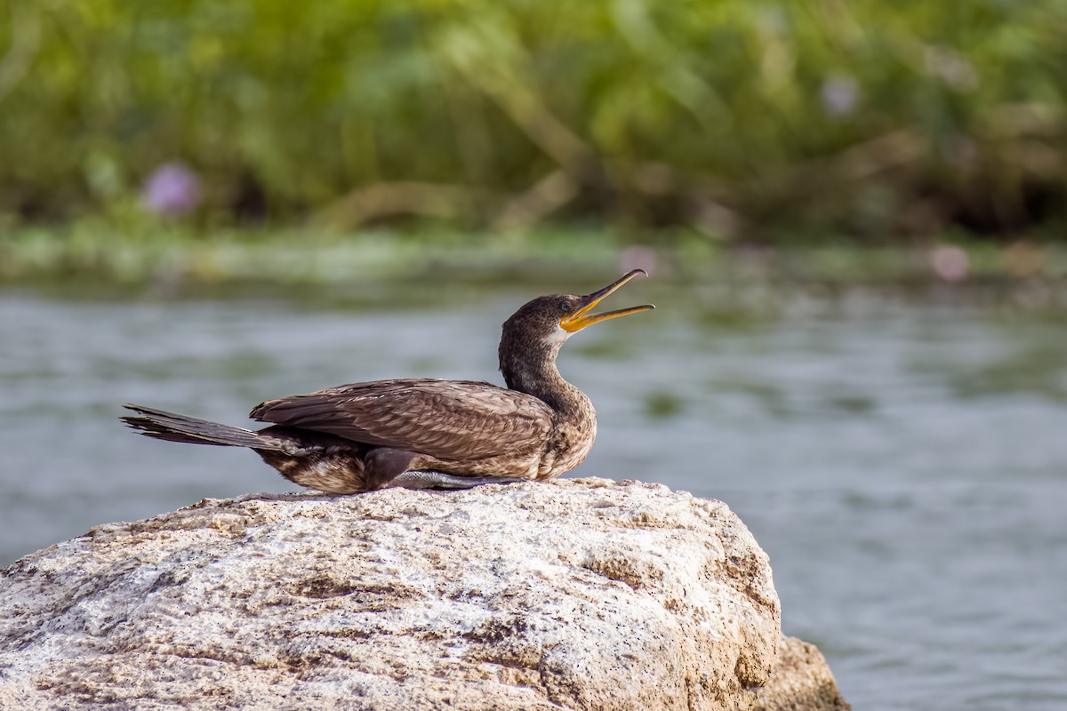 Cormorán Indio - ML638489250