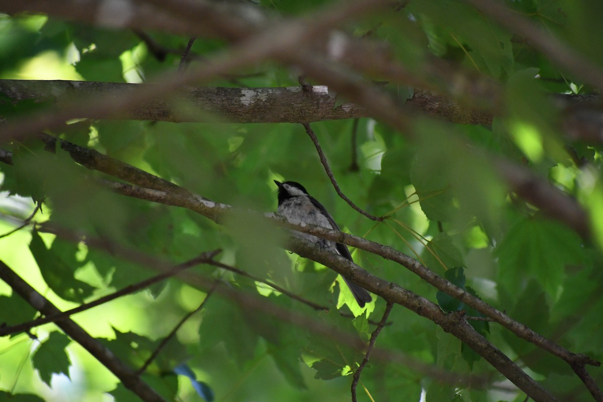 Carolina Chickadee - ML638489266
