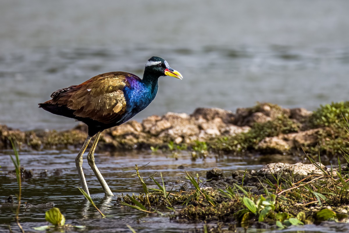 Jacana Bronceada - ML638489270