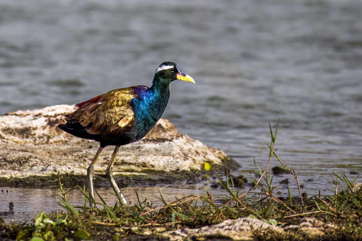 Jacana Bronceada - ML638489271