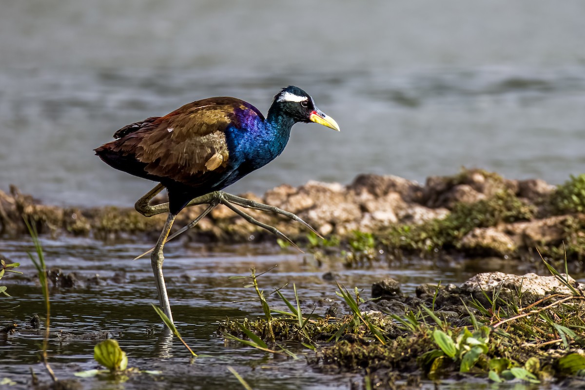 Jacana Bronceada - ML638489272