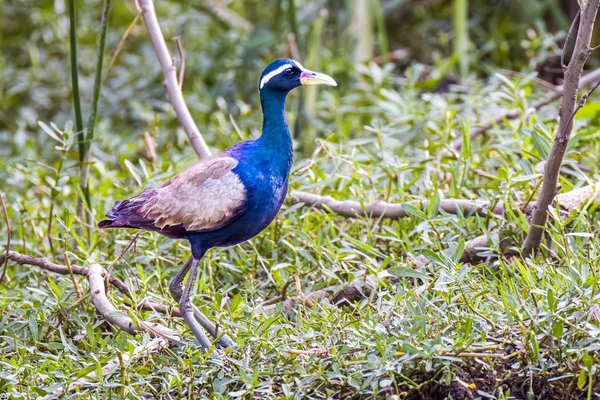 Jacana Bronceada - ML638489273