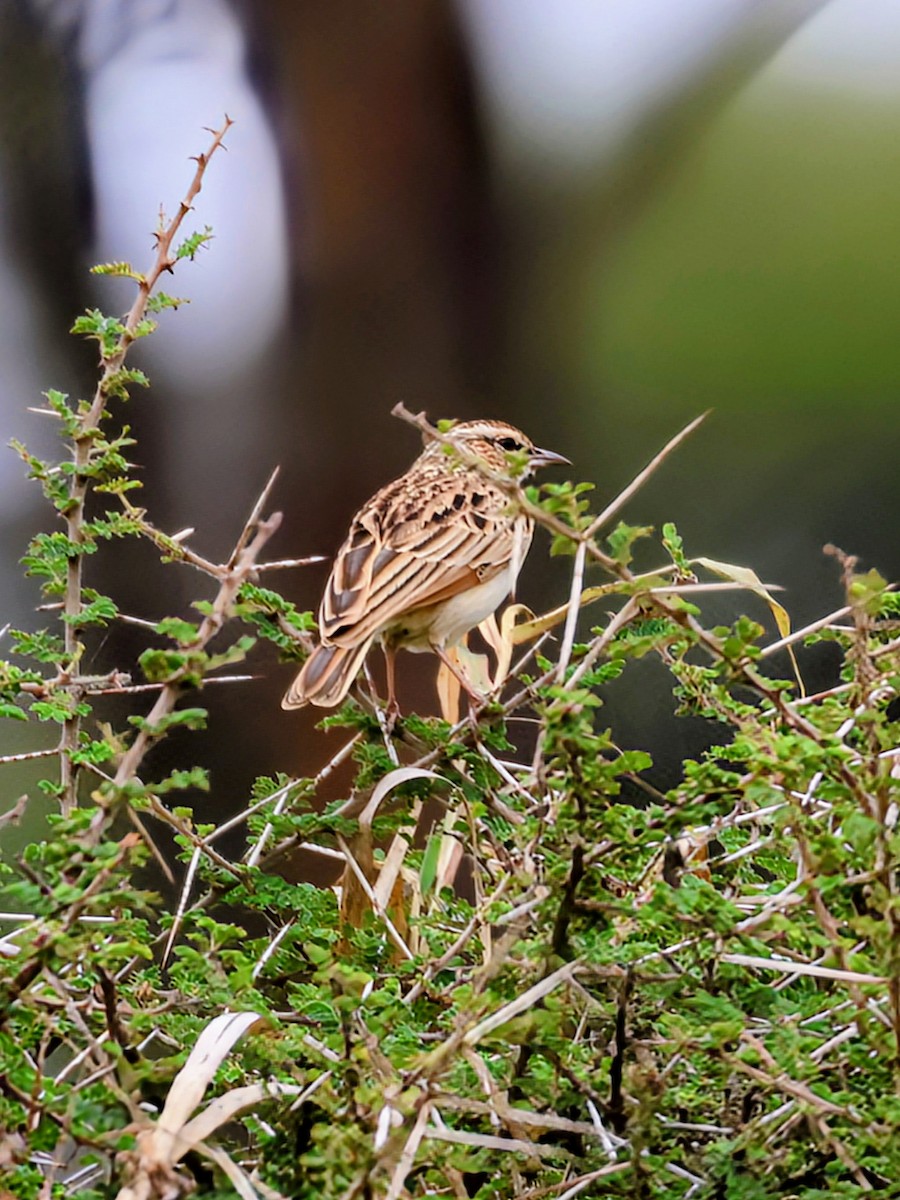 Fawn-colored Lark - ML638489274