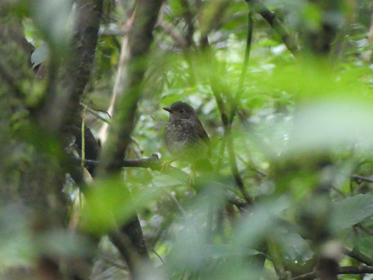 Orange-billed Nightingale-Thrush - ML638489298
