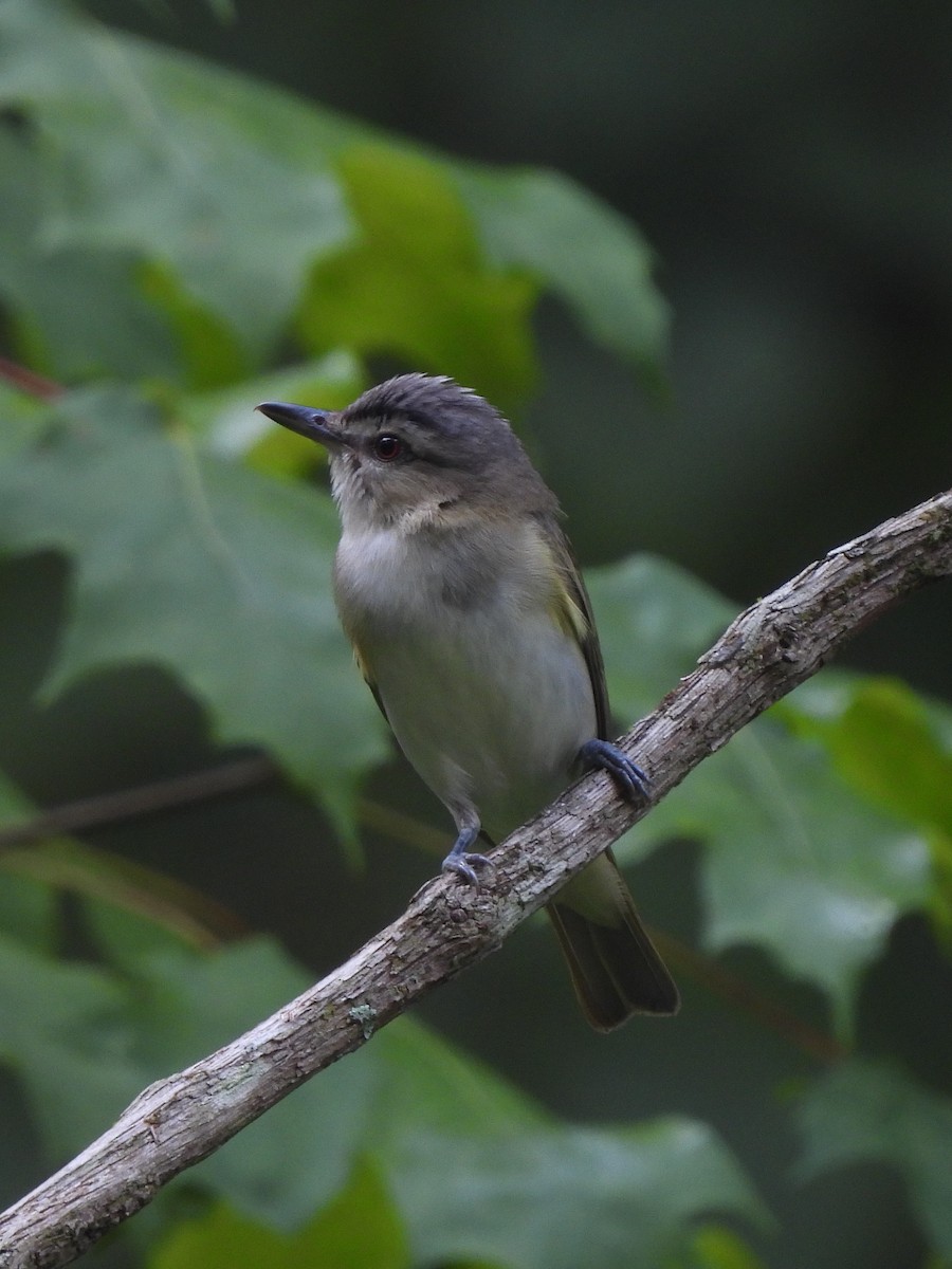 Red-eyed Vireo - ML638489301