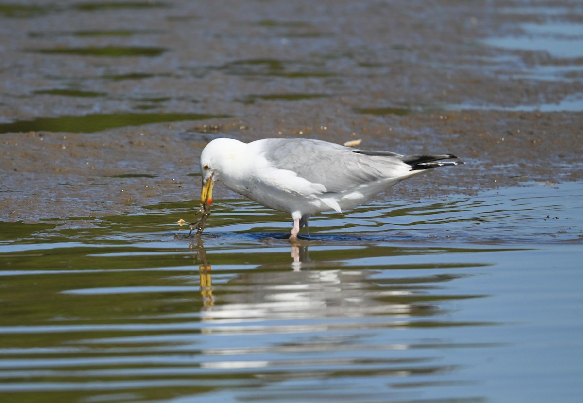 American Herring Gull - ML638489314