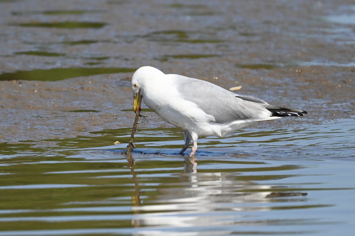 American Herring Gull - ML638489315