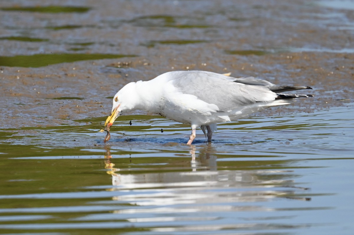 American Herring Gull - ML638489316